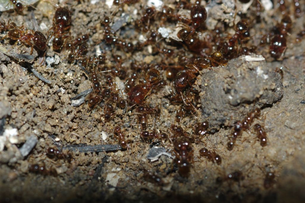 Pheidole pallidula scure